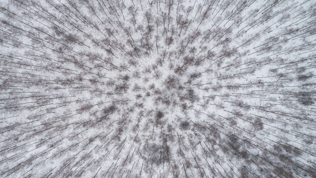 Winter season aerial top down view over the snowy aspen tree forest