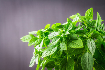 A bunch of green lemon basil on a dark gray concrete background.