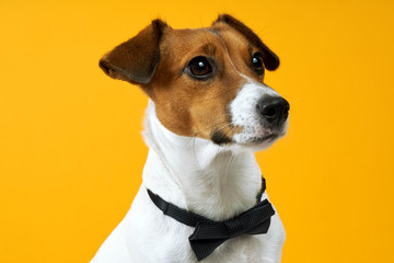 Portrait of a dog breed of Jack Russell on the neck on a yellow background. Background for your text and design                                                       