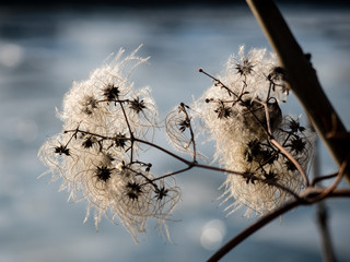 weiße Pflanze vor gefrorenem Fluss im Winter, Clematis, Neckar Stuttgart, Deutschland