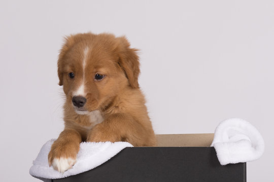 Toller pup 3