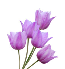 Spring background of pink tulips on white with space for text