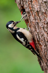 Female great woodpecker feeding youngster popping from a tree