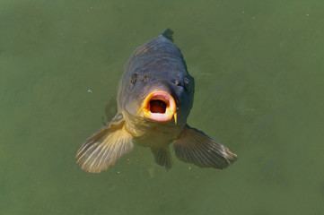 Common carp breaking the surface waiting to be fed
