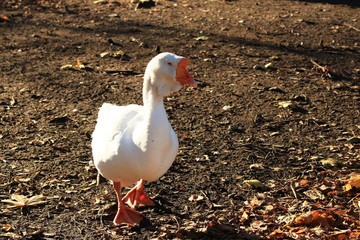 fat goose on the farm