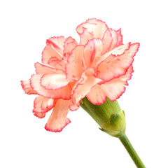 A long red carnations