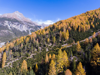 Herbstwald in den Bergen