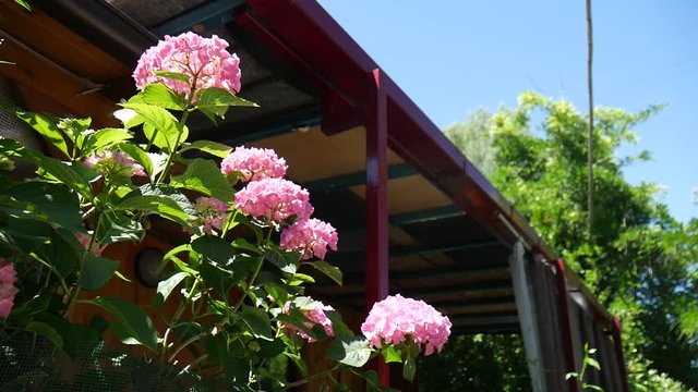 Fiori rosa sul balcone dello chalet