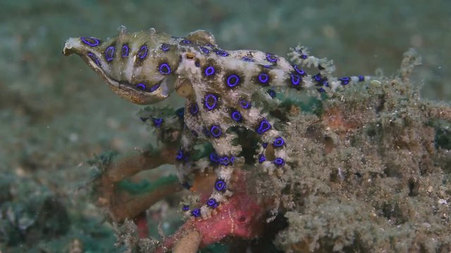 Blue ringed octopus - Hapalochlaena lunulata