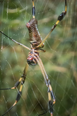 Golden Orb Spider