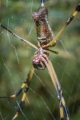 Golden Orb Spider