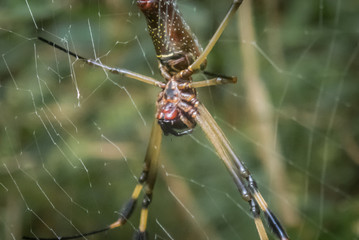 Golden Orb Spider
