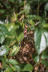Golden Orb Spider