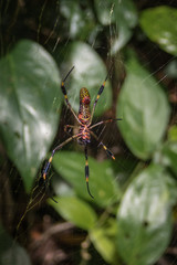 Golden Orb Spider