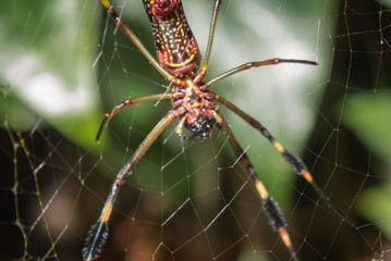 Golden Orb Spider