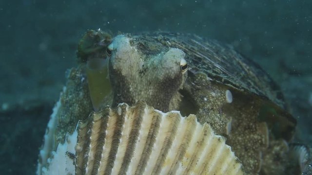 Coconut Octopus (Veined Octopus) use empty shell as a shield