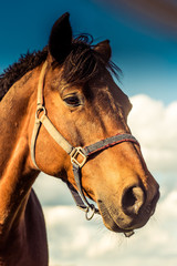 Obraz premium Horse portrait