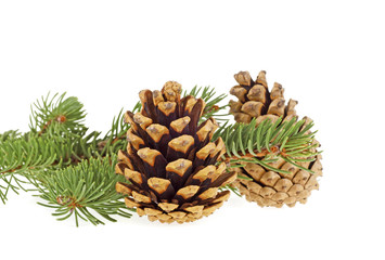 Branch of fir-tree and cones on a white background, closeup