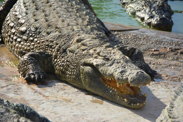 The smile crocodile