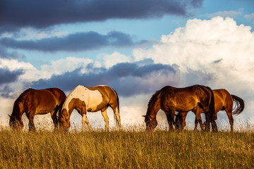 Fototapeta na wymiar Horses eating grass