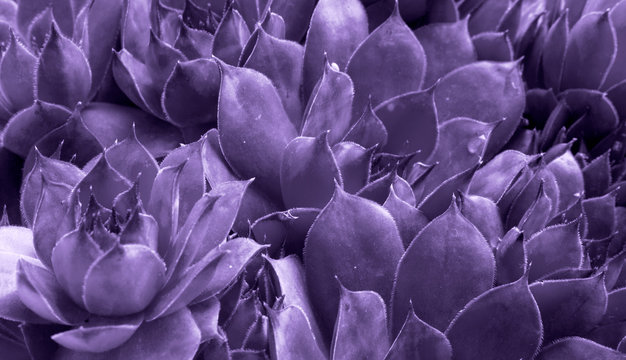 Ultraviolet abstract background - Closeup of Sempervivum calcareum-houseleek, painted in ultra violet color