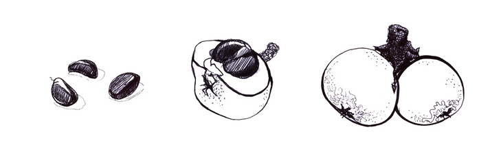 Medlar, fruits and seeds. Graphic sketch, linear drawing. Isolated on white background