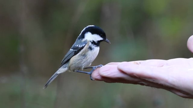 small bird, birds in flight BIF, flying, while feeding from hand and branch, coal tit, great tit, Periparus ater, Parus major, passerine, scotland, winter Movie