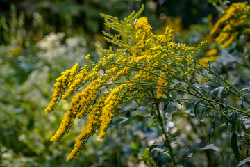 Goldenrod in a Meadow
