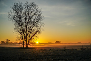 Misty Frosty Sunrise with Solitary Tree