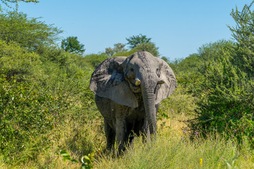 Fototapeta premium Elephant ready to charge