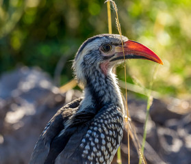 Southern red-billed hornbill
