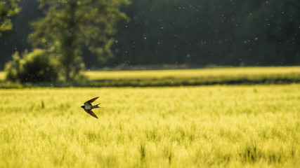 Swallow over a wheat field