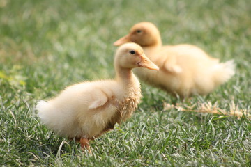 Beautiful white duck