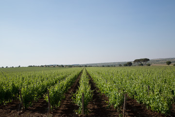 Fototapeta na wymiar Vineyard in Puglia, Italy 