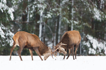 Naklejka na ściany i meble Winter wildlife. Two young noble deers Cervus elaphus playing and fighting with their horns in snow near winter forest.