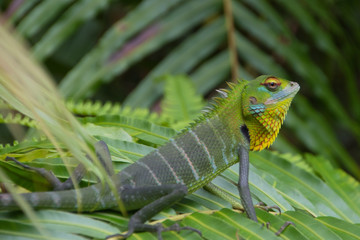 Sägerückenagame, Calotes calotes