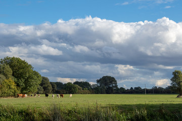 Naklejka premium cattle on green grass and blue sky