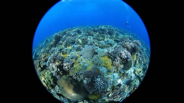 Circular Fisheye View of Coral Reef at Apo Island, Dumaguete, Philippines
