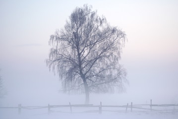 Fototapeta na wymiar Tree And Old Fence In Winter