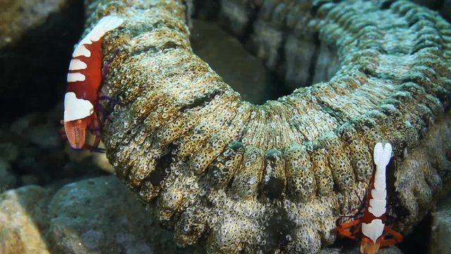 Pair of Emperor Shrimp (Periclimenes imperator) on sea cucumber