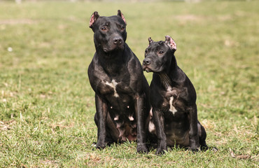 Obraz premium American Pit Bull Terrier 