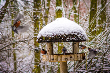 Vögel am Vogelhaus