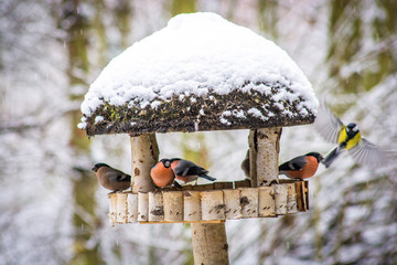 Vögel am Vogelhaus
