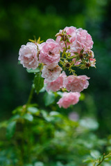Pink roses close-up with a green background