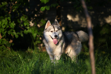 Siberian husky in the grass