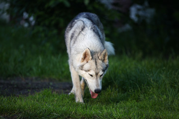 Siberian husky in the grass