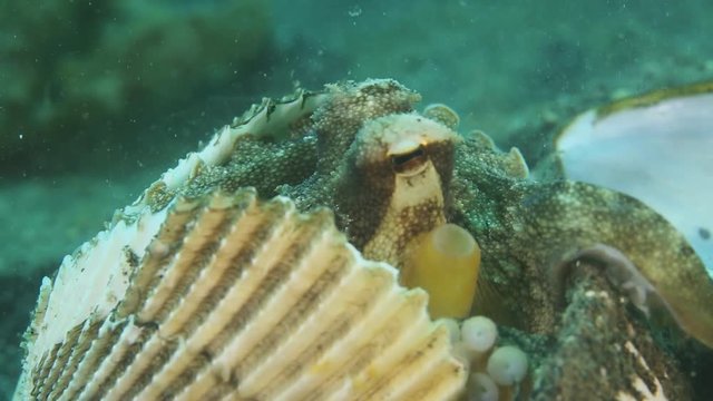 Coconut Octopus (Veined Octopus) hiding in an empty shell