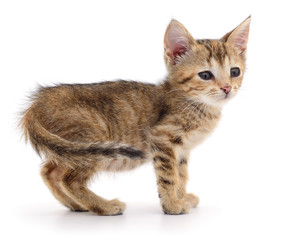 Small brown kitten.