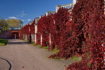 Wild grapes in the garden of Venus. Peterhof 2014