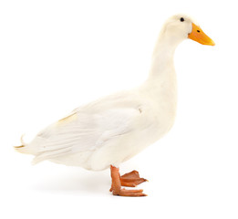 Duck on white.